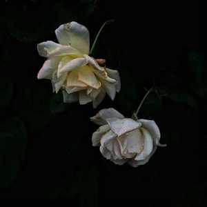 免费毛片三级片
